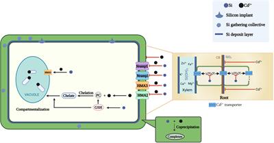 The mechanism of silicon on alleviating cadmium toxicity in plants: A review
